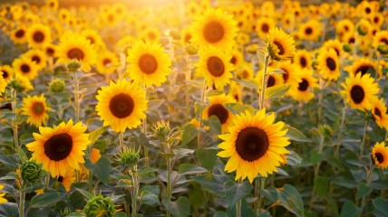 Honderd Jaar Ukkelse Toneelgroep DE ZONNEBLOEM - DF Ukkel