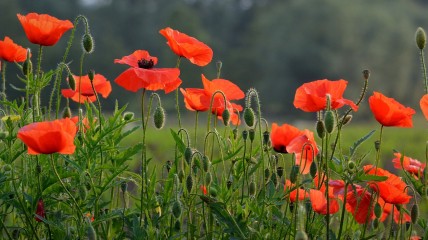 Daguitstap Ieper en Belle/Bailleul door DF-Ukkel